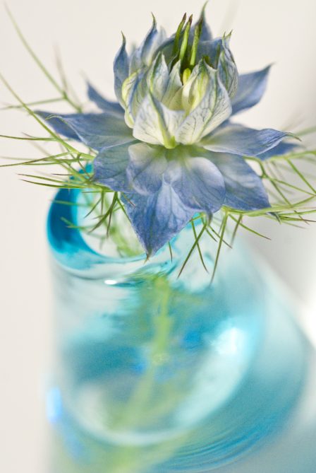 blaue blume in glasvase auf weißem hintergrund vase in unschärfe